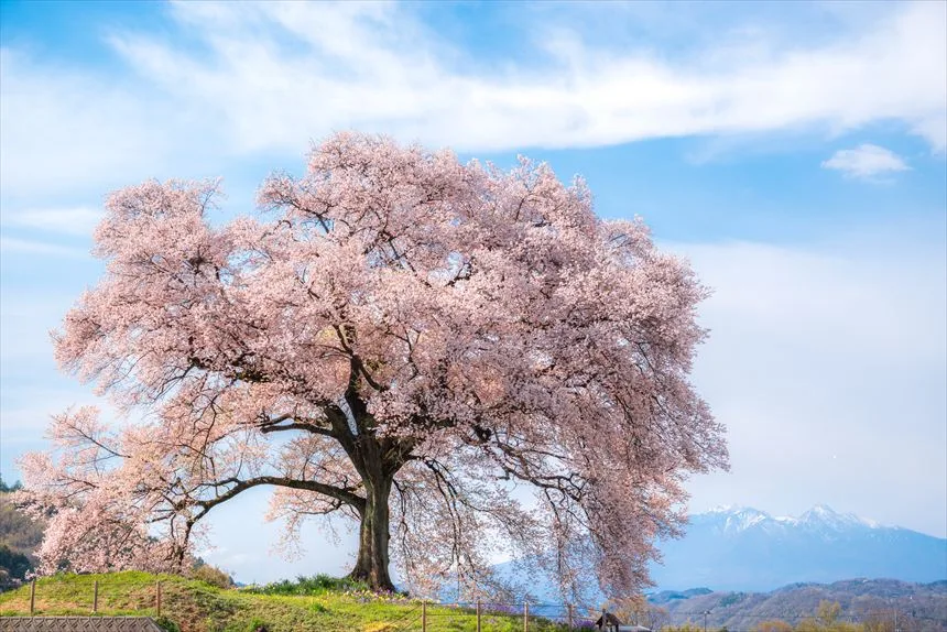 わに塚の桜