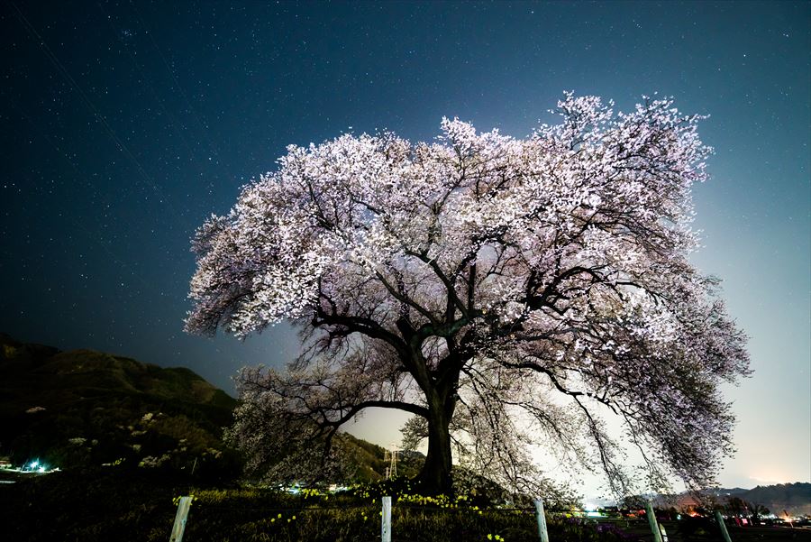 星空とわに塚の桜