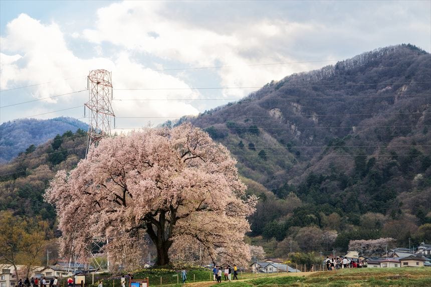 わに塚の桜全景