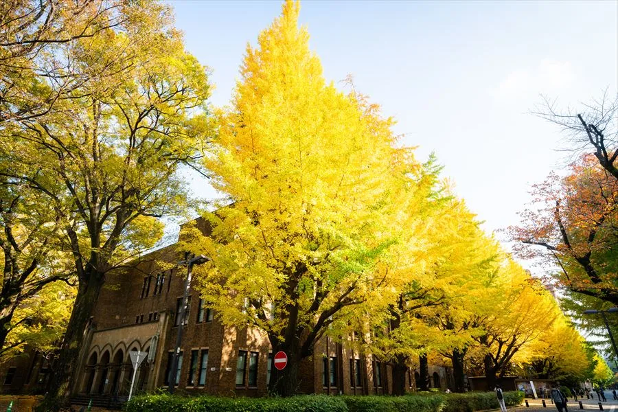 東京大学の正門と安田講堂へ続くイチョウ並木