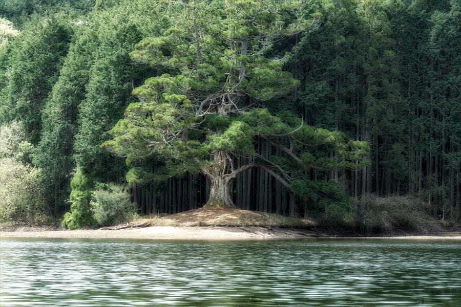 【滋賀】岩尾池のスギ