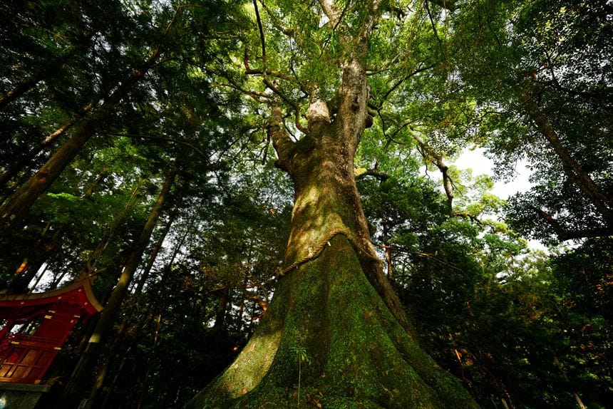 夜に撮影された奈良県「水屋神社の大楠」