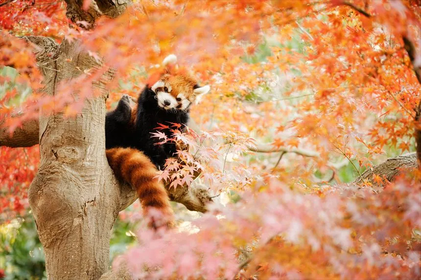 2024ベストショット集
市川動物植物園 レッサーパンダ