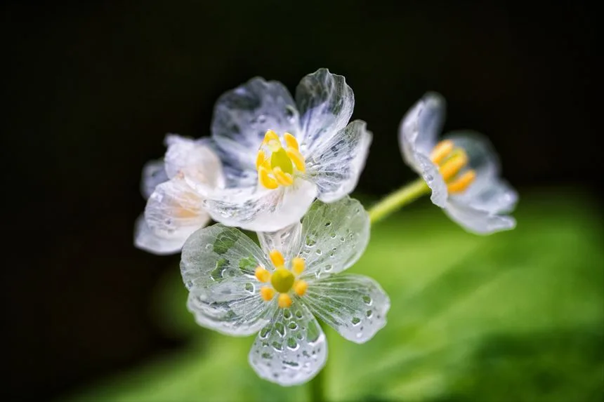 2024ベストショット集
サンカヨウ