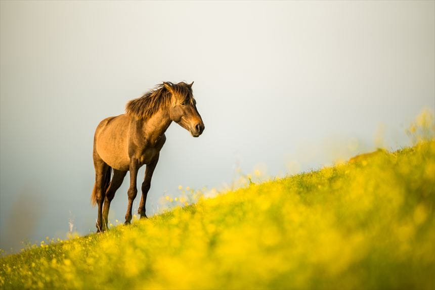 菜の花と御崎馬