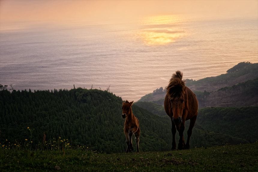 都井岬 5月 子馬(春駒)と親馬
