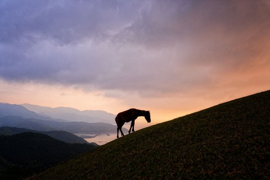 都井岬 朝焼けと馬