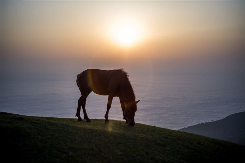 都井岬 朝日に照らされる馬