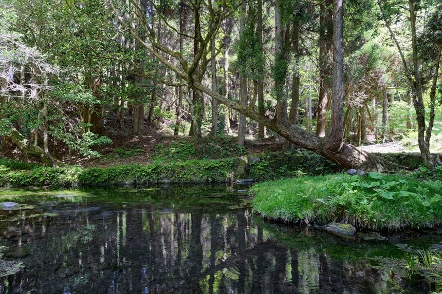 山吹水源　斜めに倒れかかった木から、また木が生えてる