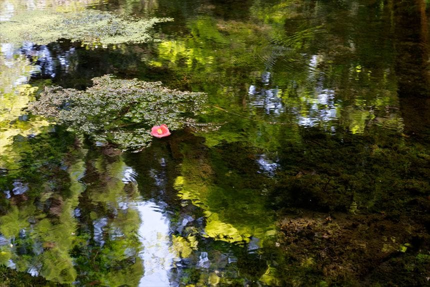 山吹水源　椿