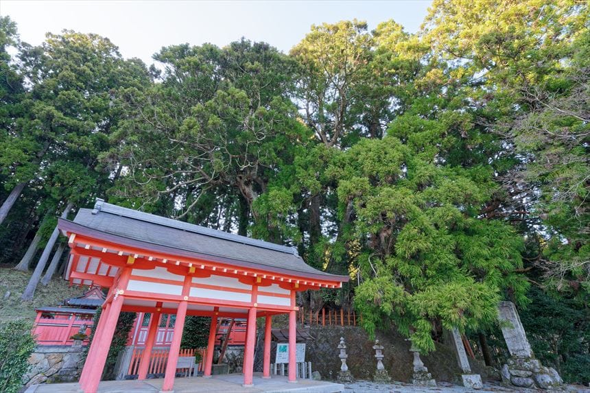 八ツ房杉　境内から