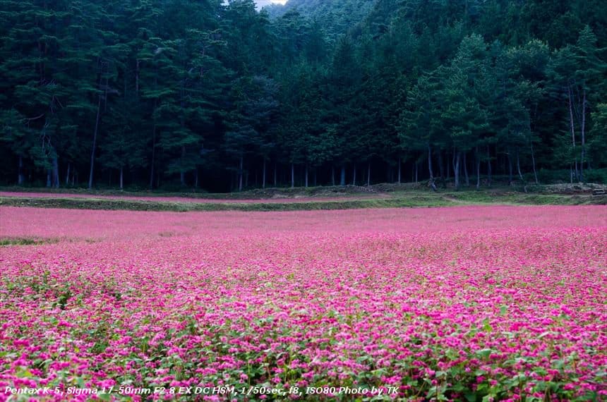 赤そばの里 高嶺ルビー2011 長野 赤そばの里に広がる一面の赤い絨毯