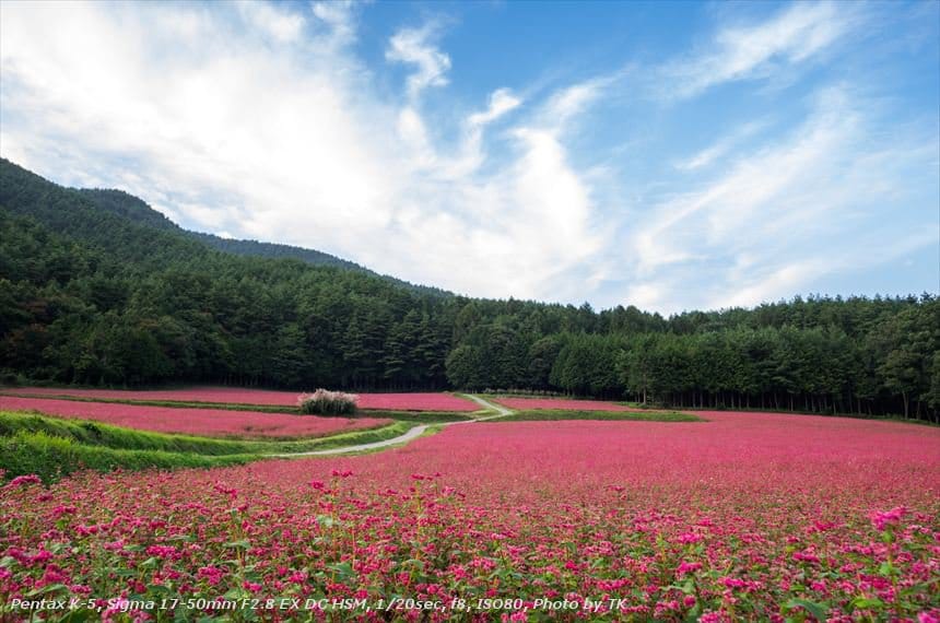 赤そばの花 赤そばの里のそばの花クローズアップ