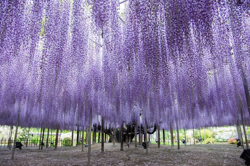 あしかがフラワーパークの大藤