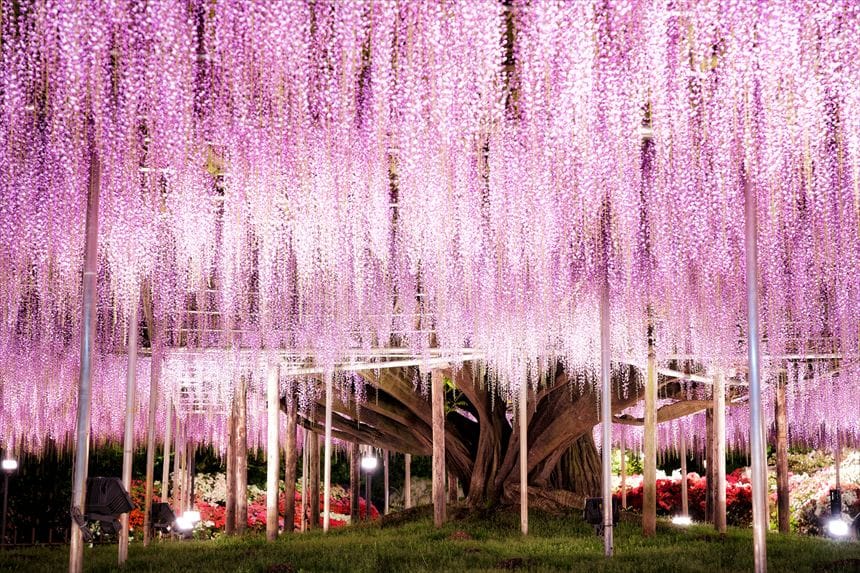 あしかがフラワーパークの大藤　ライトアップ