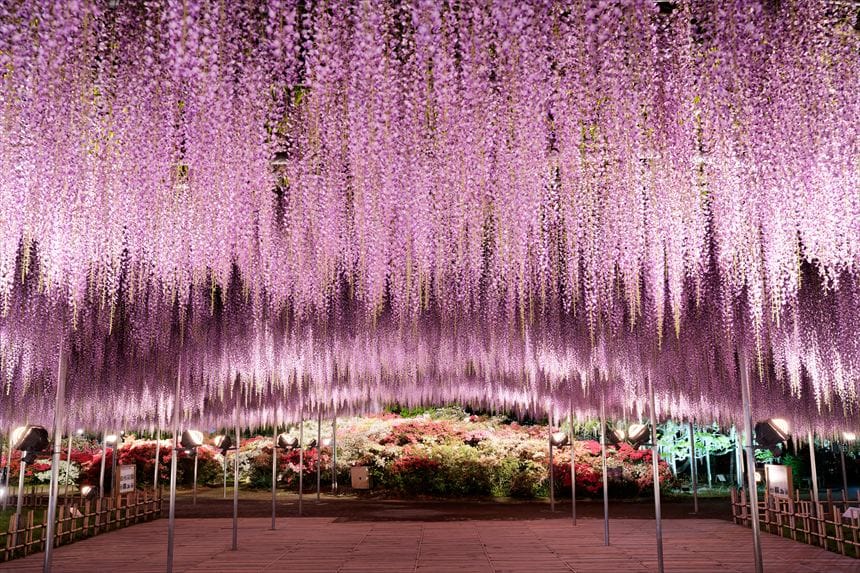 あしかがフラワーパークの大藤　ライトアップ