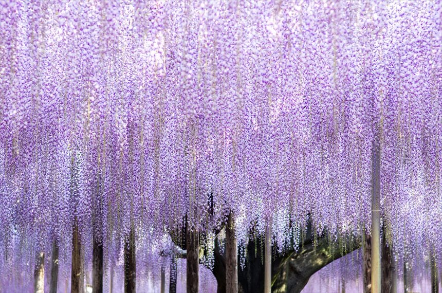 あしかがフラワーパーク　大藤