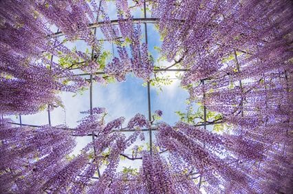 あしかがフラワーパーク　藤棚