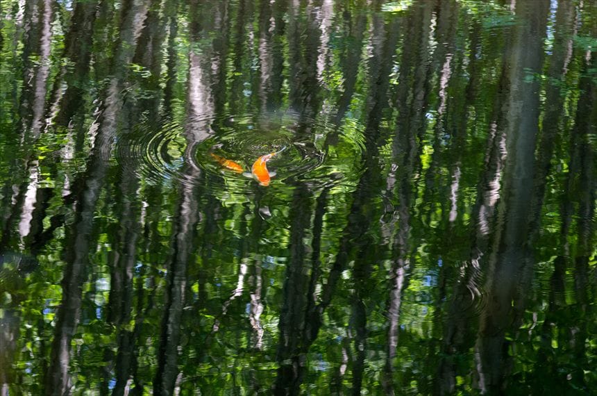 美人林 池に映り込む「鏡の森」