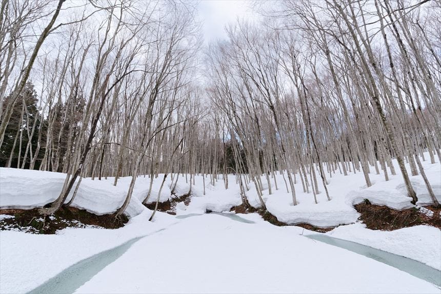 雪の美人林