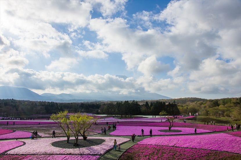 富士芝桜まつり 富士芝桜まつり