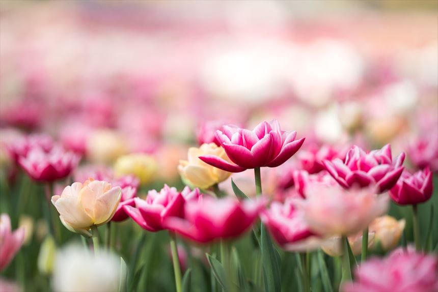 ひたち海浜公園　春　チューリップ
