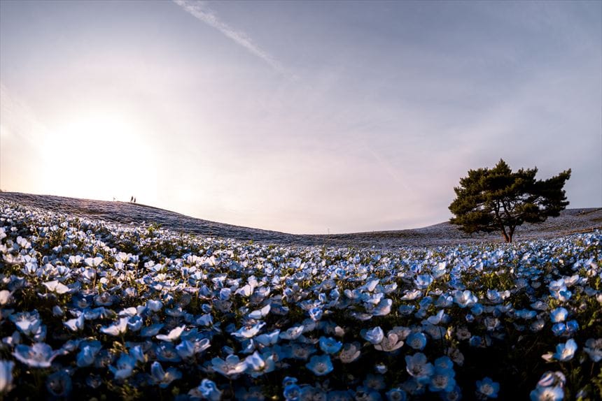 【茨城】ひたち海浜公園　4月中旬〜5月上旬 夕暮れ時