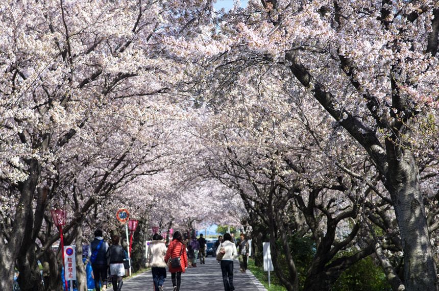 墨俣一夜城と満開の桜