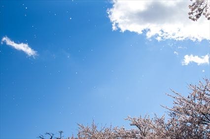 犀川桜堤の様子