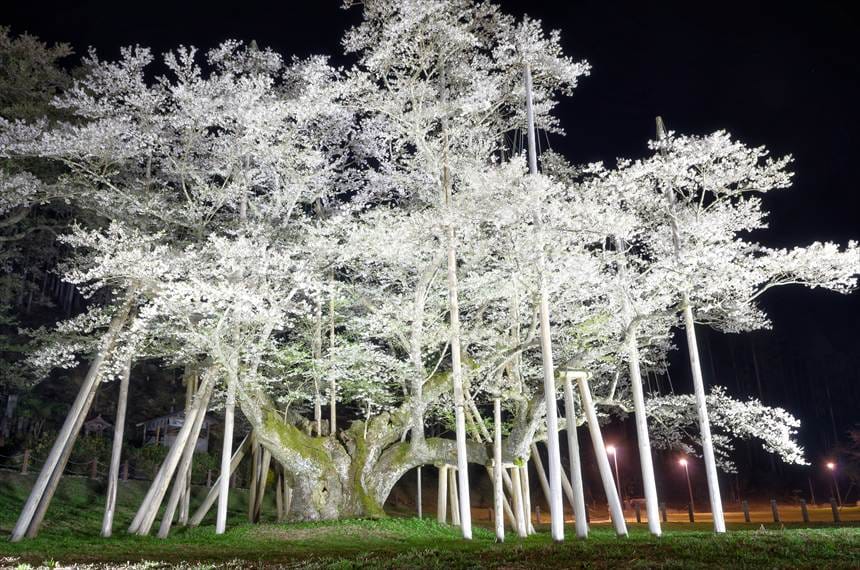 ライトアップされた根尾淡墨桜