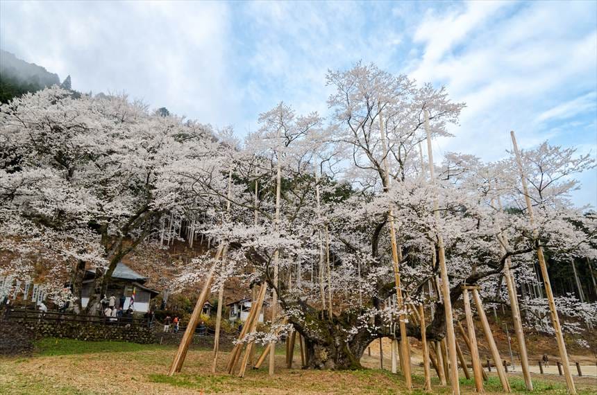 根尾淡墨桜と2代目淡墨桜