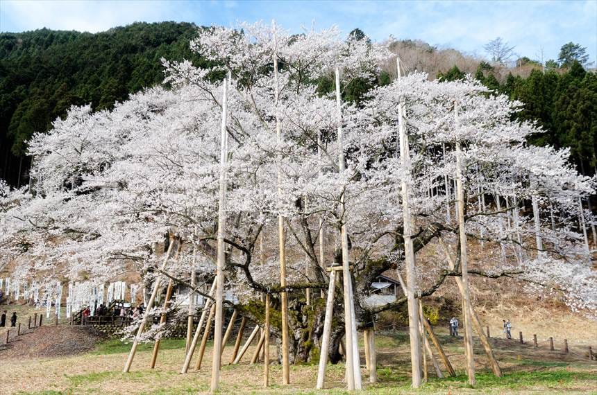 正面から撮影した満開の根尾淡墨桜