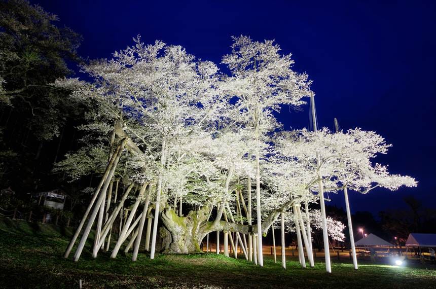 ライトアップされた根尾淡墨桜