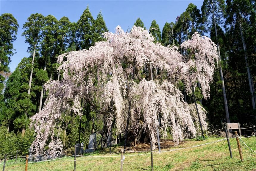坪井のしだれ桜　全景