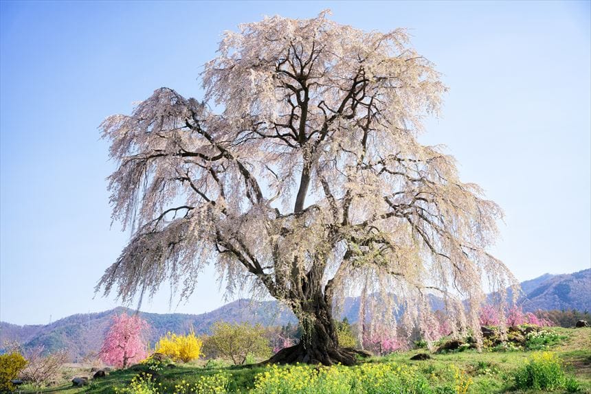 和美の桜　全景　春の花々と