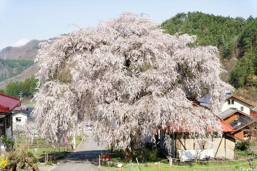 中塩のしだれ桜　全景