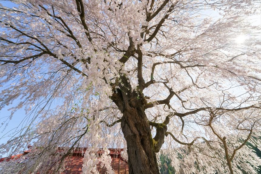中塩のしだれ桜　広角　根元から