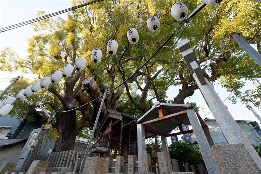 八王子神社御旅所の楠