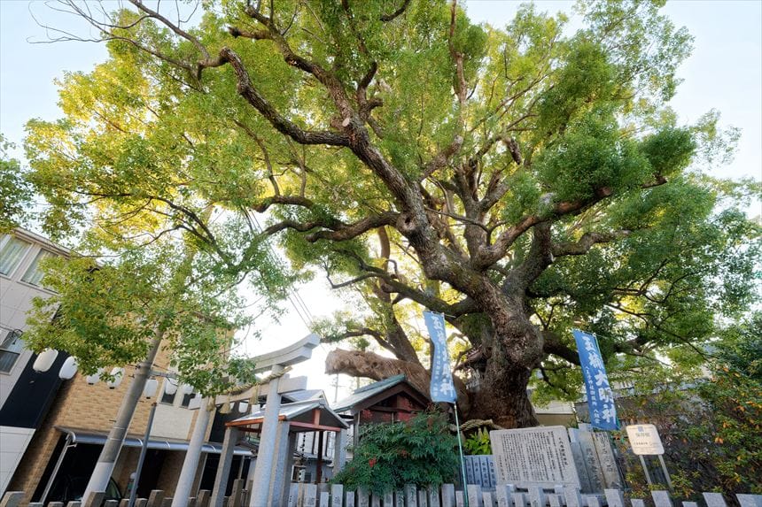 八王子神社御旅所の楠を下から見上げた様子