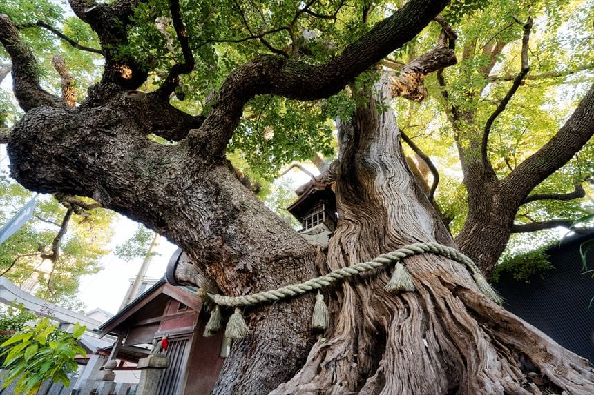 八王子神社御旅所の楠の力強い幹