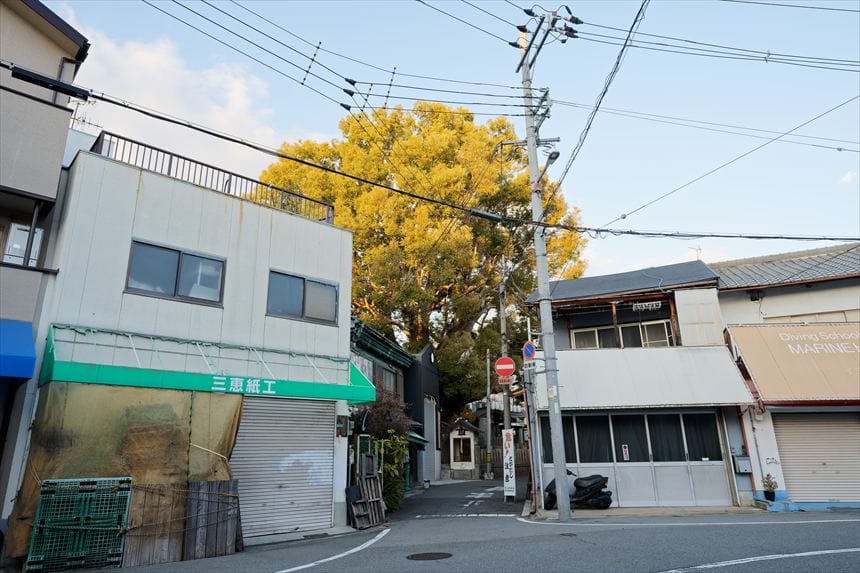 住宅街から見た八王子神社御旅所の楠