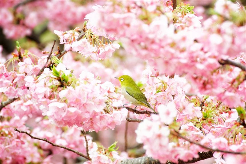 河津桜とメジロ