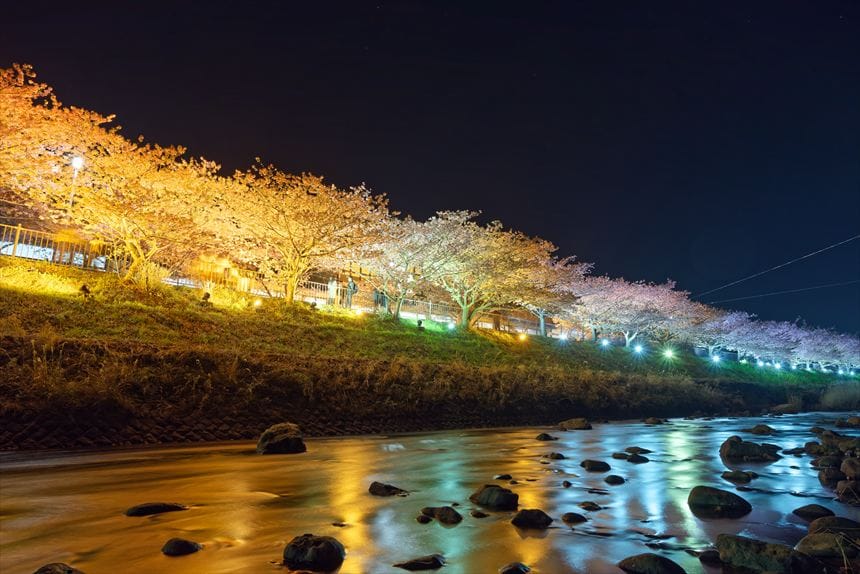 河津桜　ライトアップ