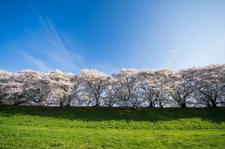 背割堤の桜風景