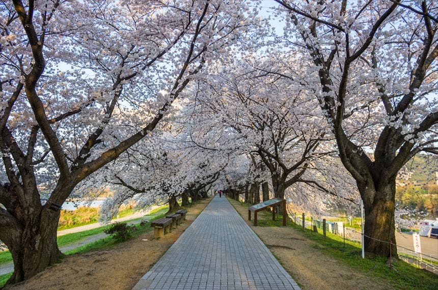背割堤の桜のトンネル