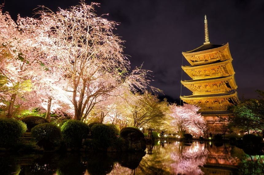 東寺 桜 ライトアップ 夜間特別拝観
