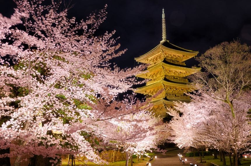 東寺 桜 ライトアップ 夜間特別拝観