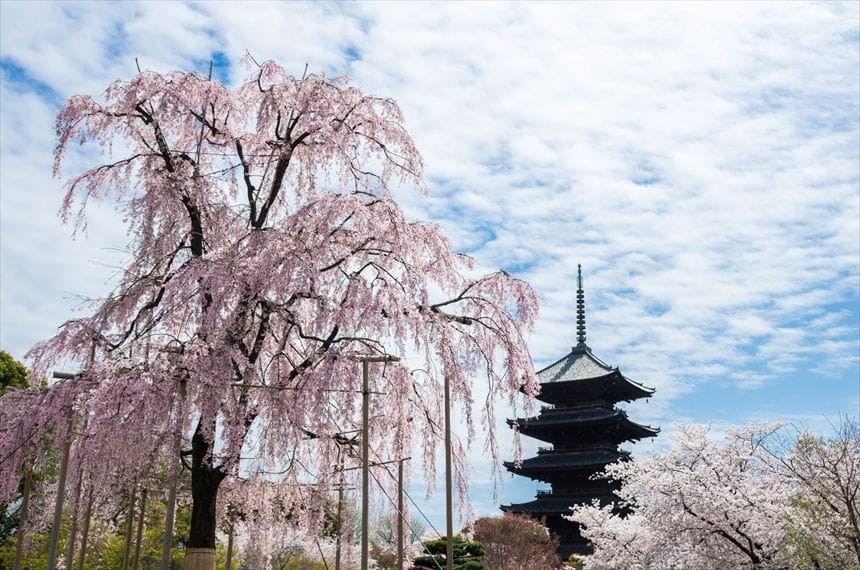 東寺 東寺 不二桜と五重塔