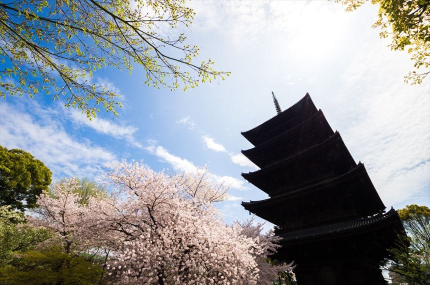 東寺 東寺 桜と五重塔
