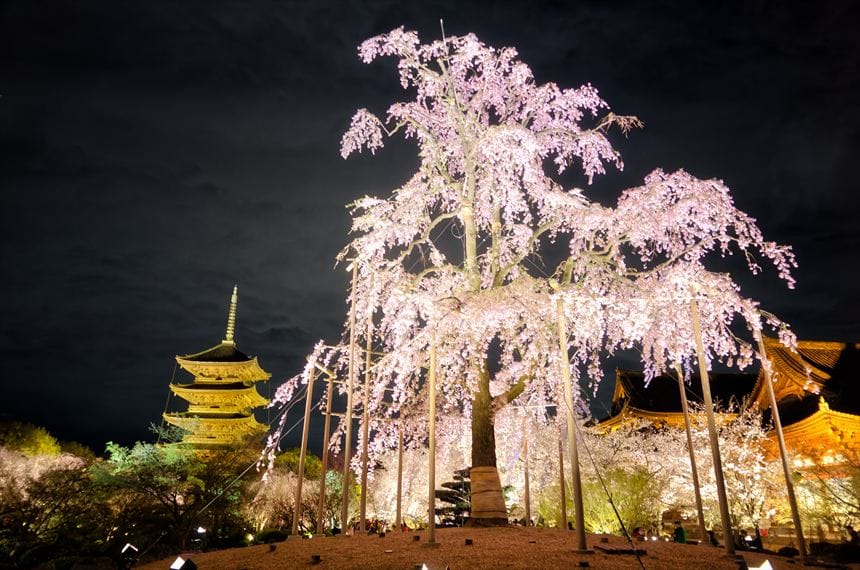 東寺 桜 ライトアップ 夜間特別拝観
